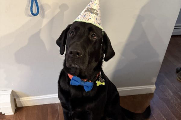 birthday dog