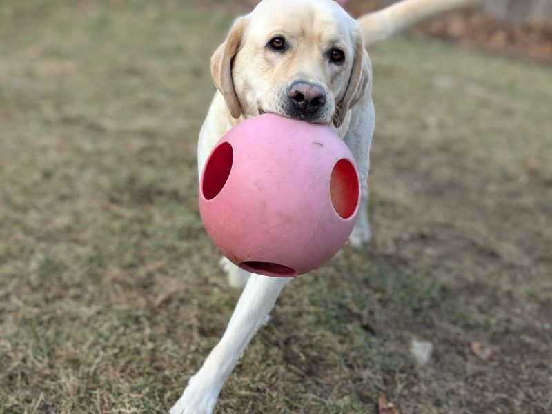 white dog